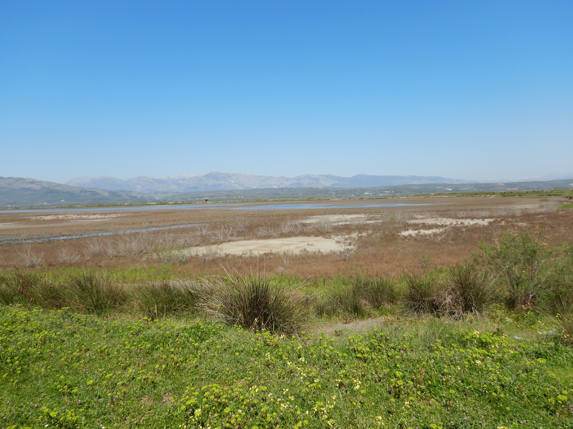 Overview with dry salt pan (Salicornia and Limonium formations).